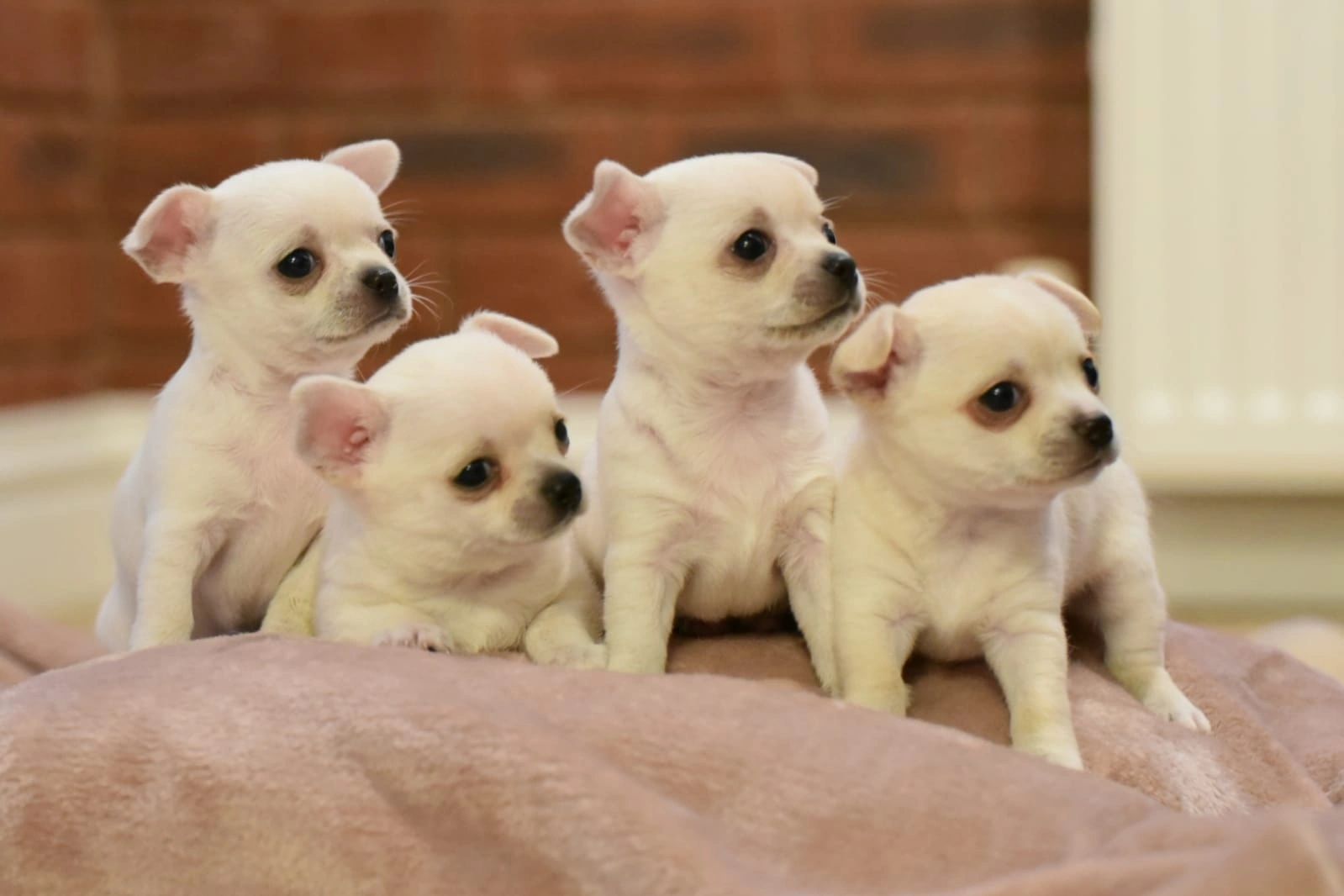 Our New Pups Our New Pups